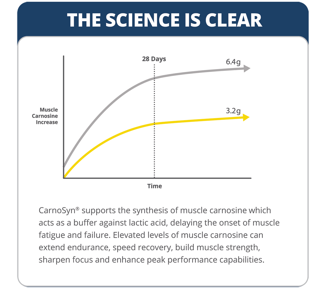 CarnoSyn筋肉のカルノシンは時間とともに増加します